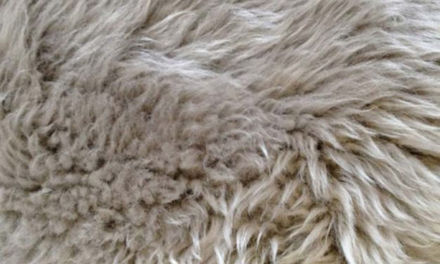 New Zealand rund skindhynde, Lysegrå