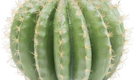 Dekoration Plante Cactus Ball 44 cm