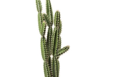 Dekoration Plante Cactus Pot 202 cm
