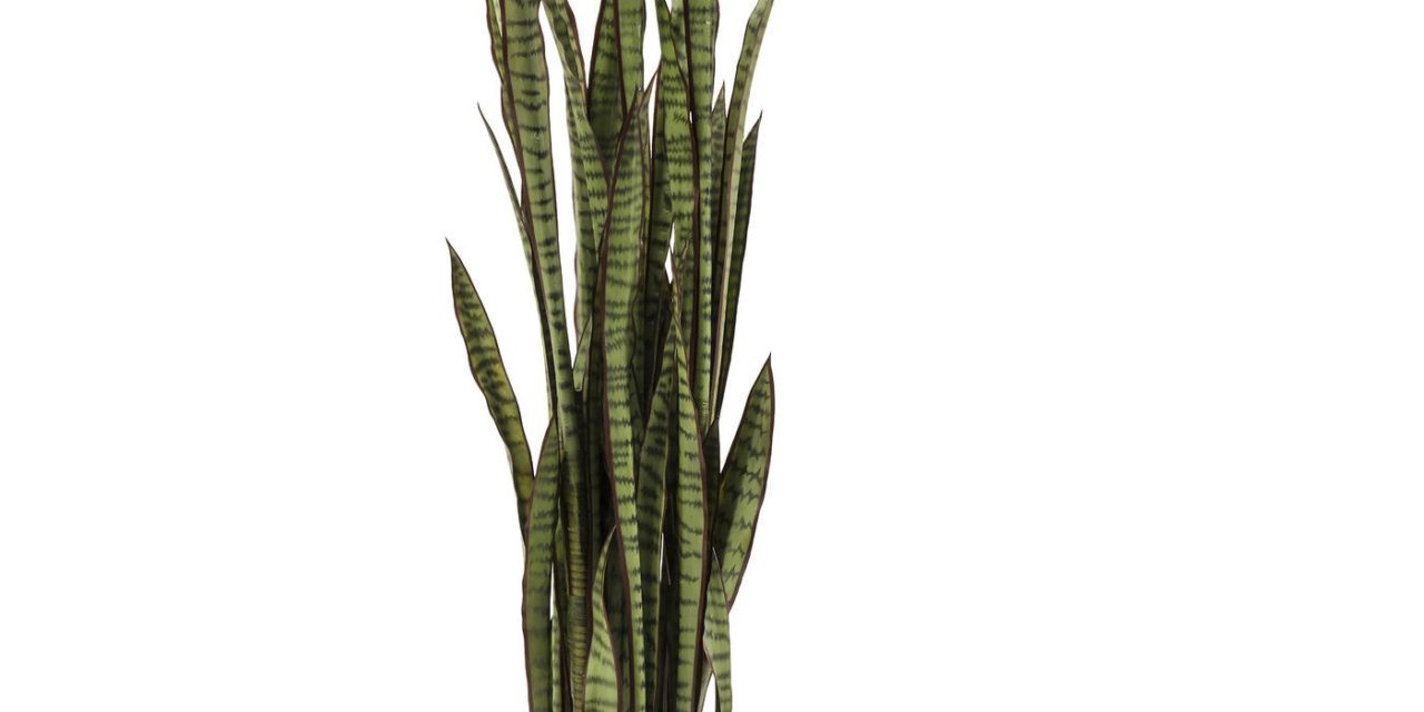 Sansewieria plante fra Kare Design til dit hjem