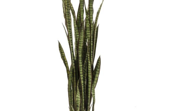 Sansewieria plante fra Kare Design til dit hjem