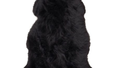 HOUSE NORDIC lammeskind i sort