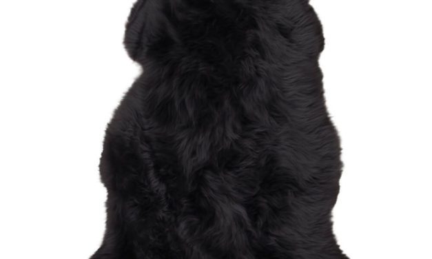 HOUSE NORDIC lammeskind i sort