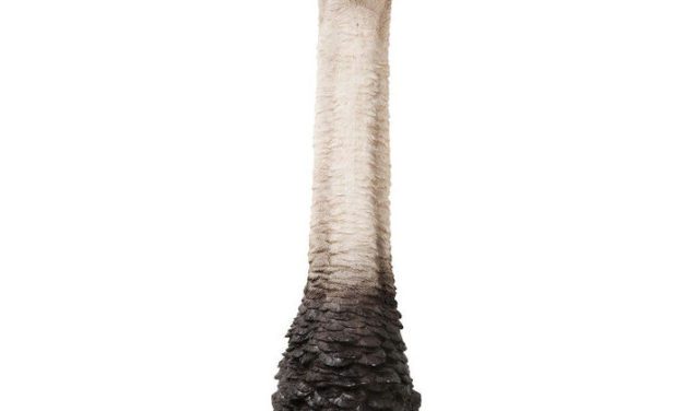 KARE DESIGN Vægskulptur Ostrich