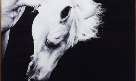 KARE DESIGN Billede, Frame Alu Proud Horse 100 x 100 cm