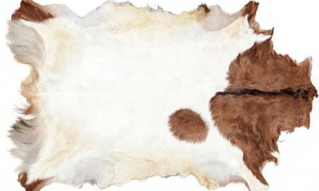 Gedeskind natural. Unik farve