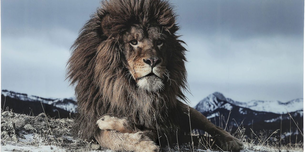 KARE DESIGN Proud Lion Plakat, Glas 120x180cm