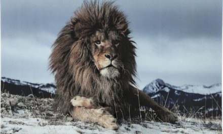 KARE DESIGN Proud Lion Plakat, Glas 120x180cm