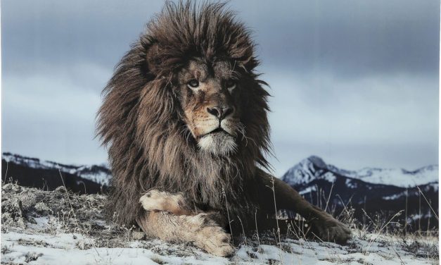 KARE DESIGN Proud Lion Plakat, Glas 120x180cm