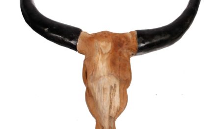 Buffalo hoved, teak træ, sorte horn