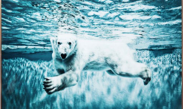 KARE DESIGN Billede, Frame Alu Swimming Polar Bear 80 x 120 cm